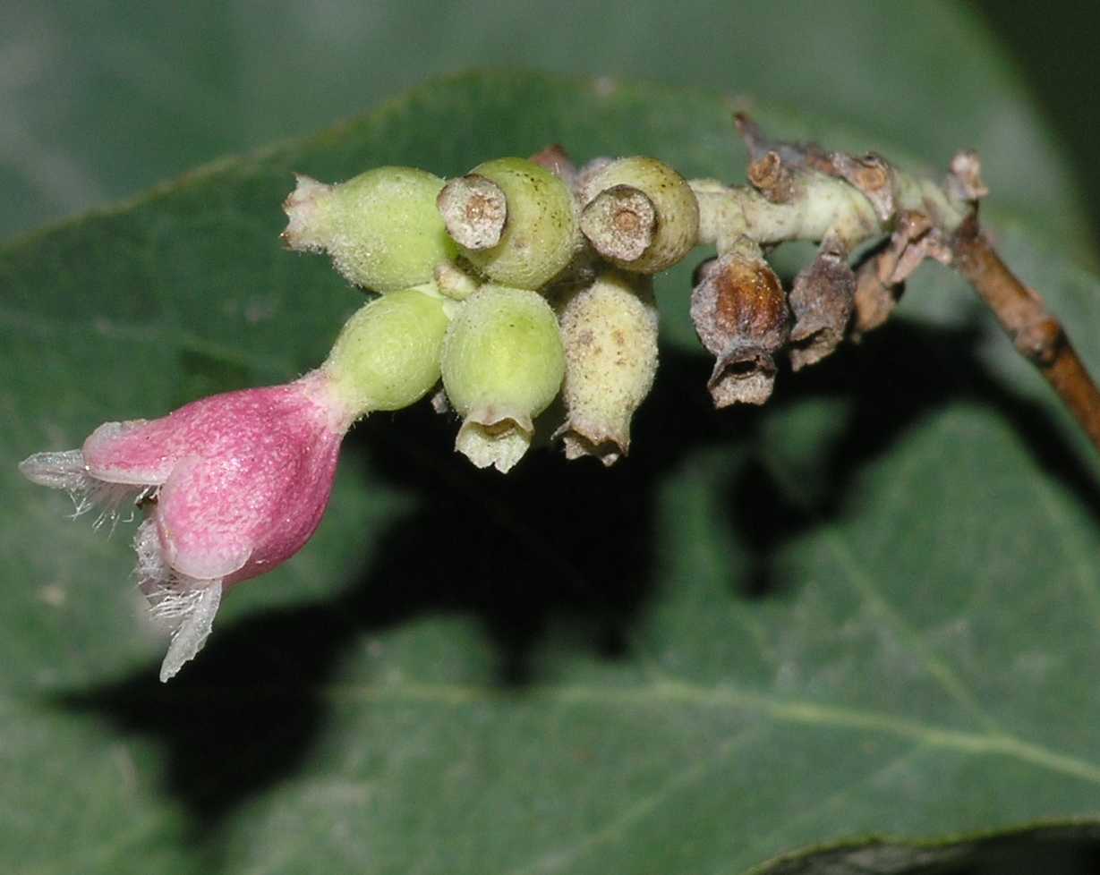Caprifoliaceae Symphoricarpos alba