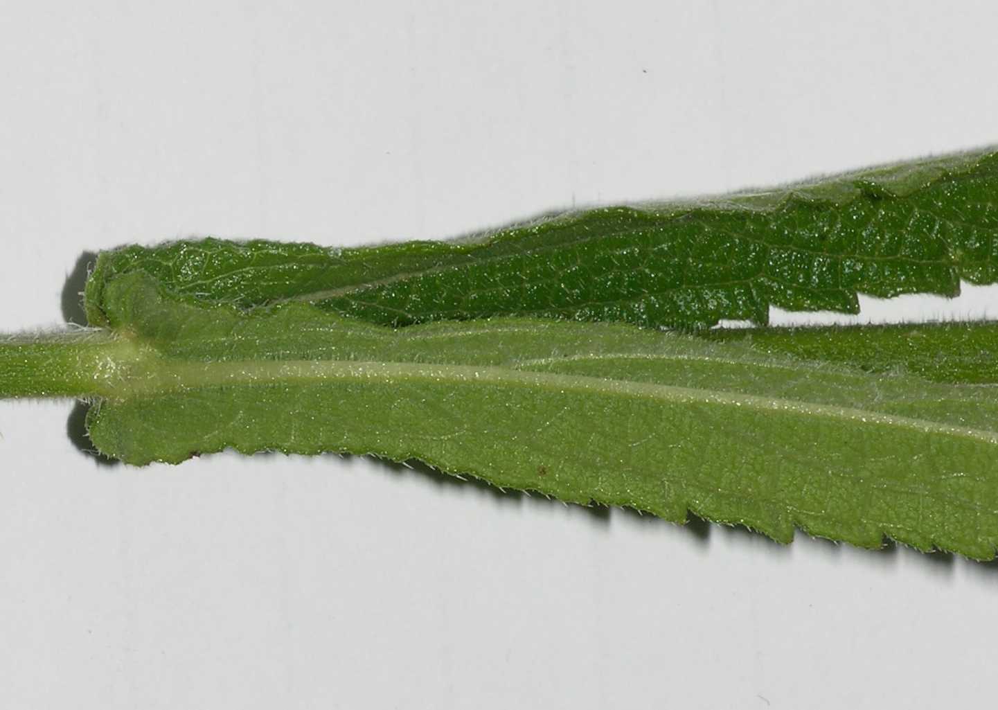 Verbenaceae Verbena bonariensis