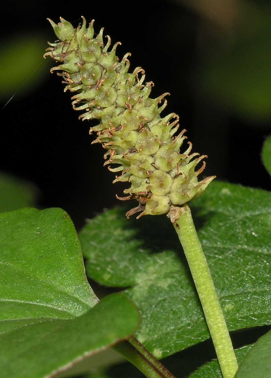 Saururaceae Houttuynia cordata