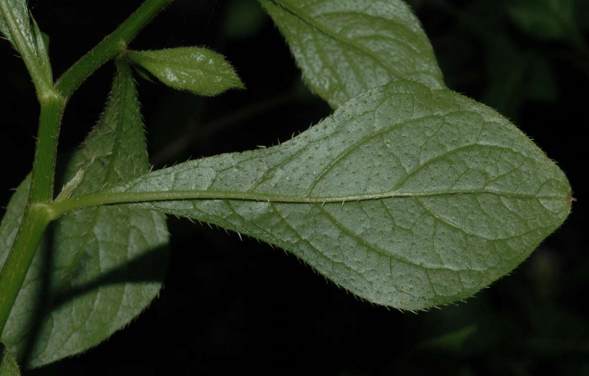 Plumbaginaceae Ceratostigma willmottianum