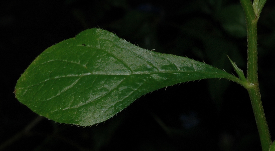 Plumbaginaceae Ceratostigma willmottianum