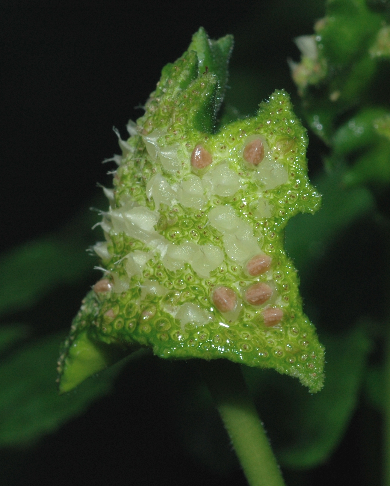 Moraceae Dorstenia contrajerva
