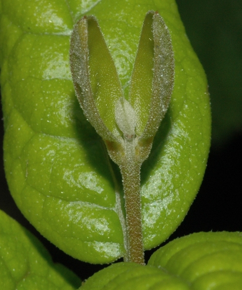 Monimiaceae Peumus boldus
