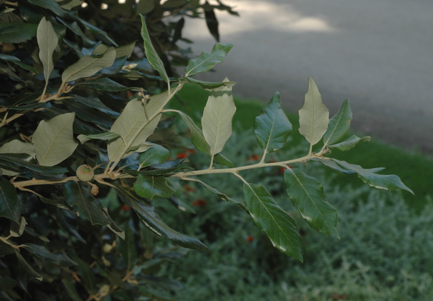 Fagaceae Quercus ilex