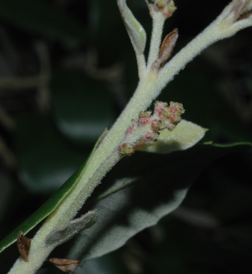 Fagaceae Quercus ilex