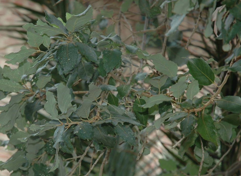 Fagaceae Quercus suber