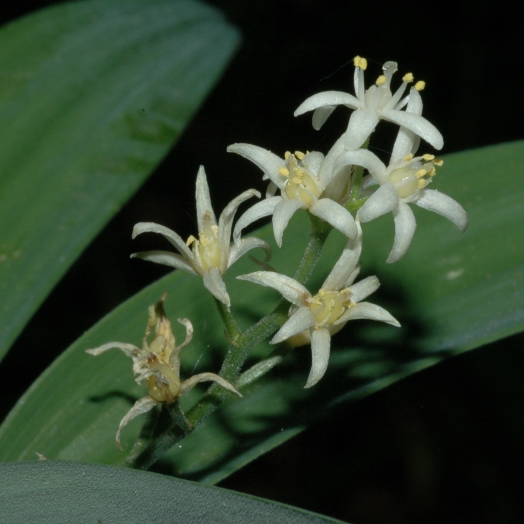 Asparagaceae Smilacina stellata