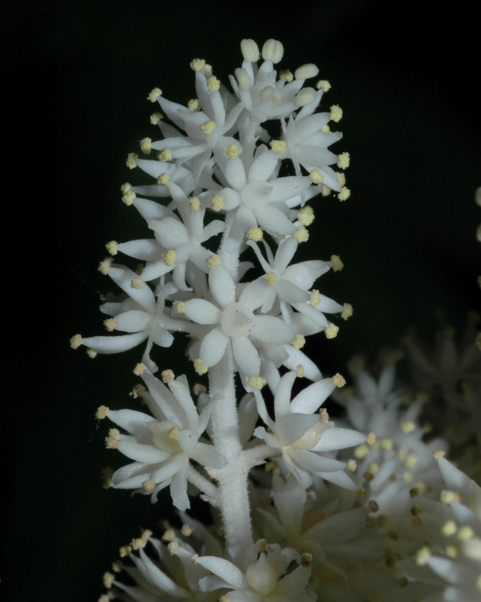 Asparagaceae Smilacina racemosa