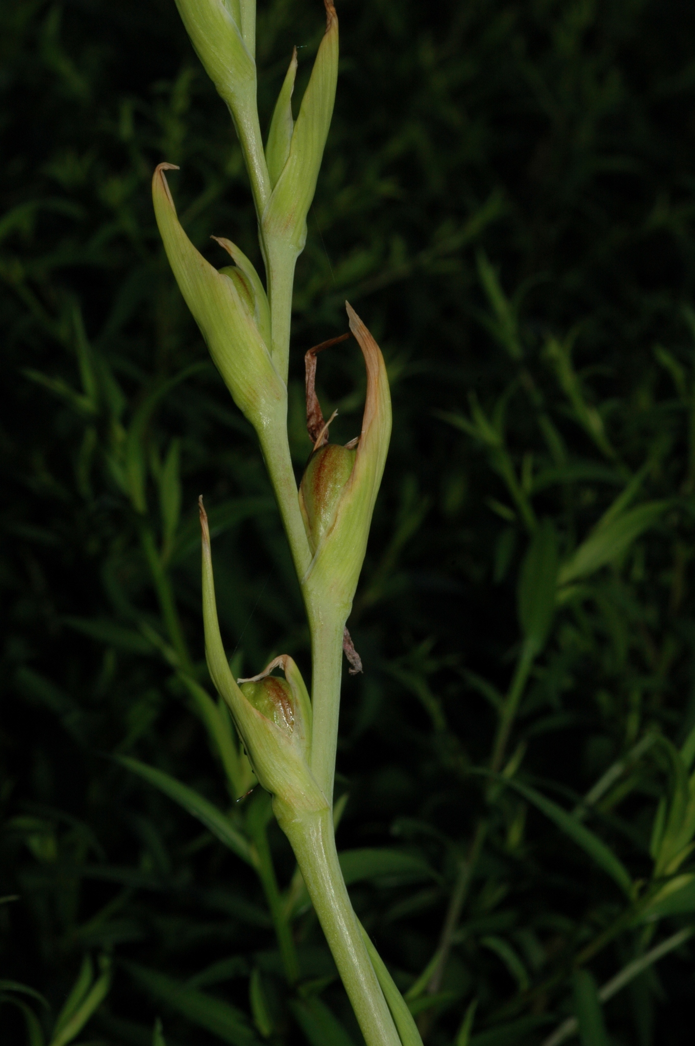 Iridaceae Schizostylis coccinea