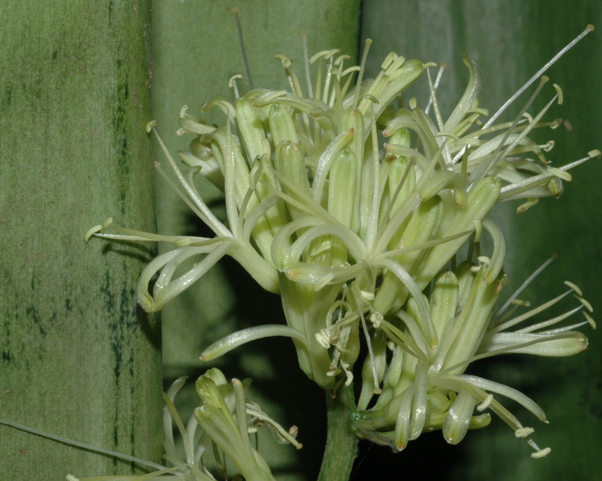 Asparagaceae Sansevieria trifasciata