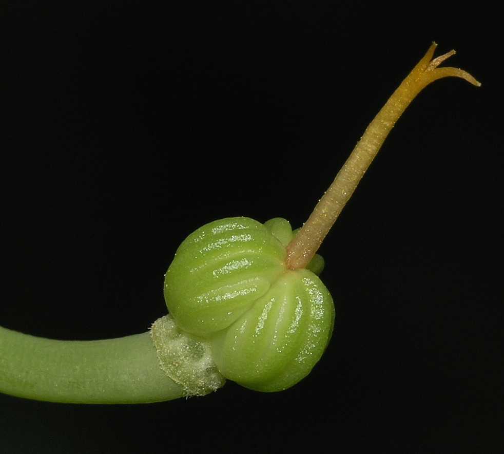 Tropaeolaceae Tropaeolum majus