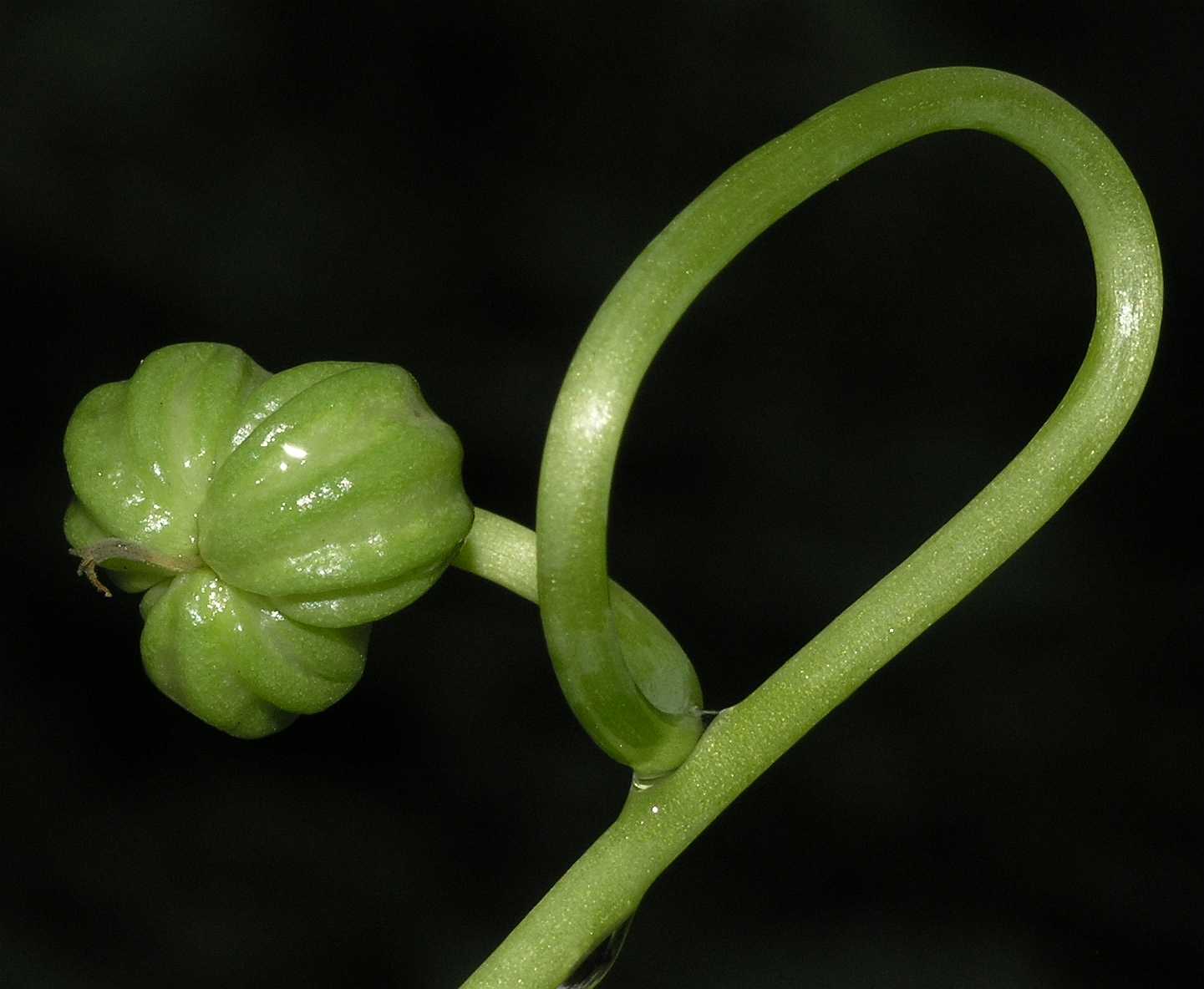 Tropaeolaceae Tropaeolum majus