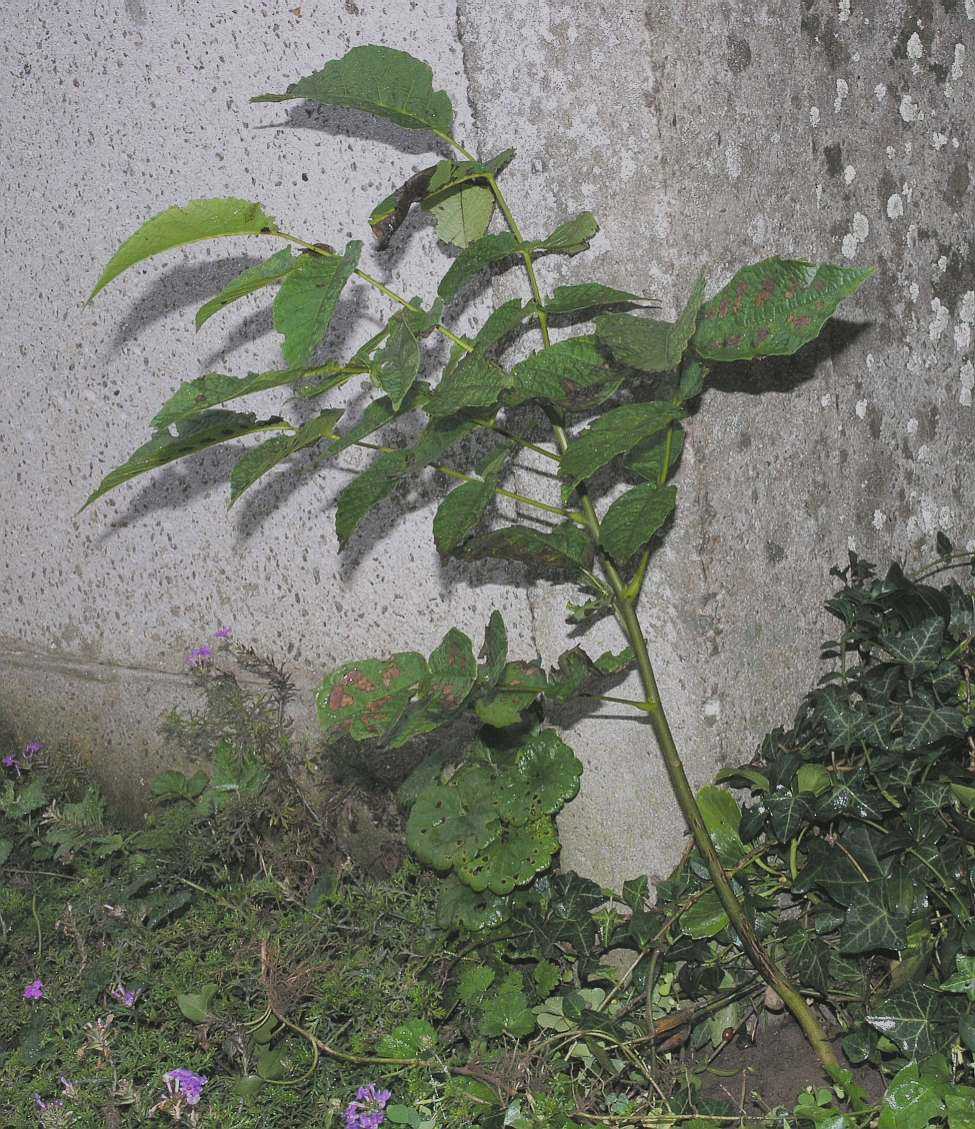 Juglandaceae Juglans regia