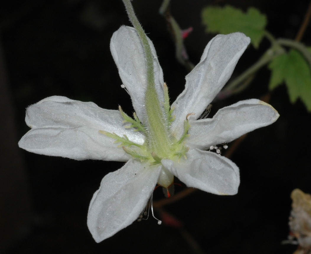 Loasaceae Cajophora lateritia