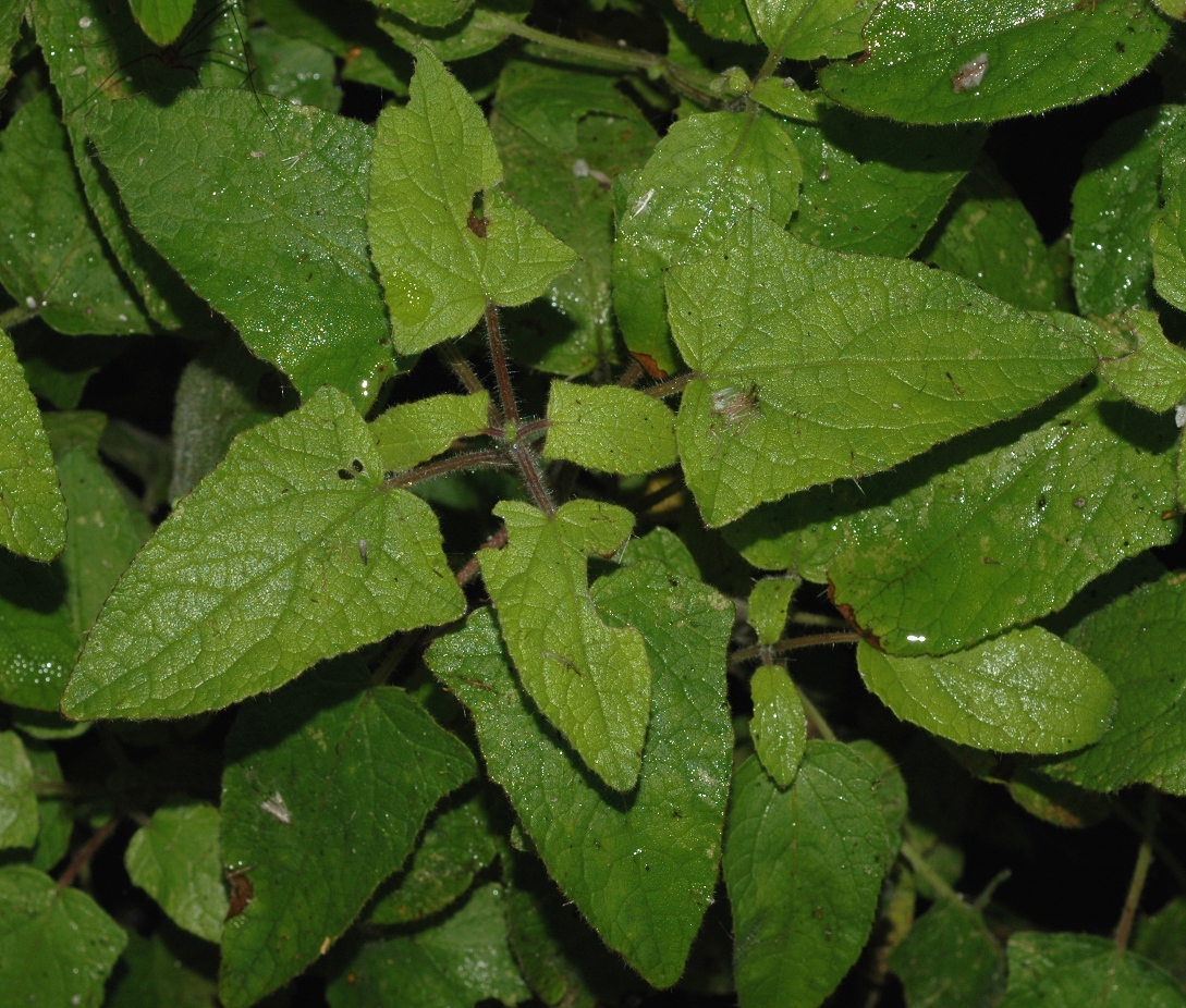 Lamiaceae Perovskia atriplicifolia