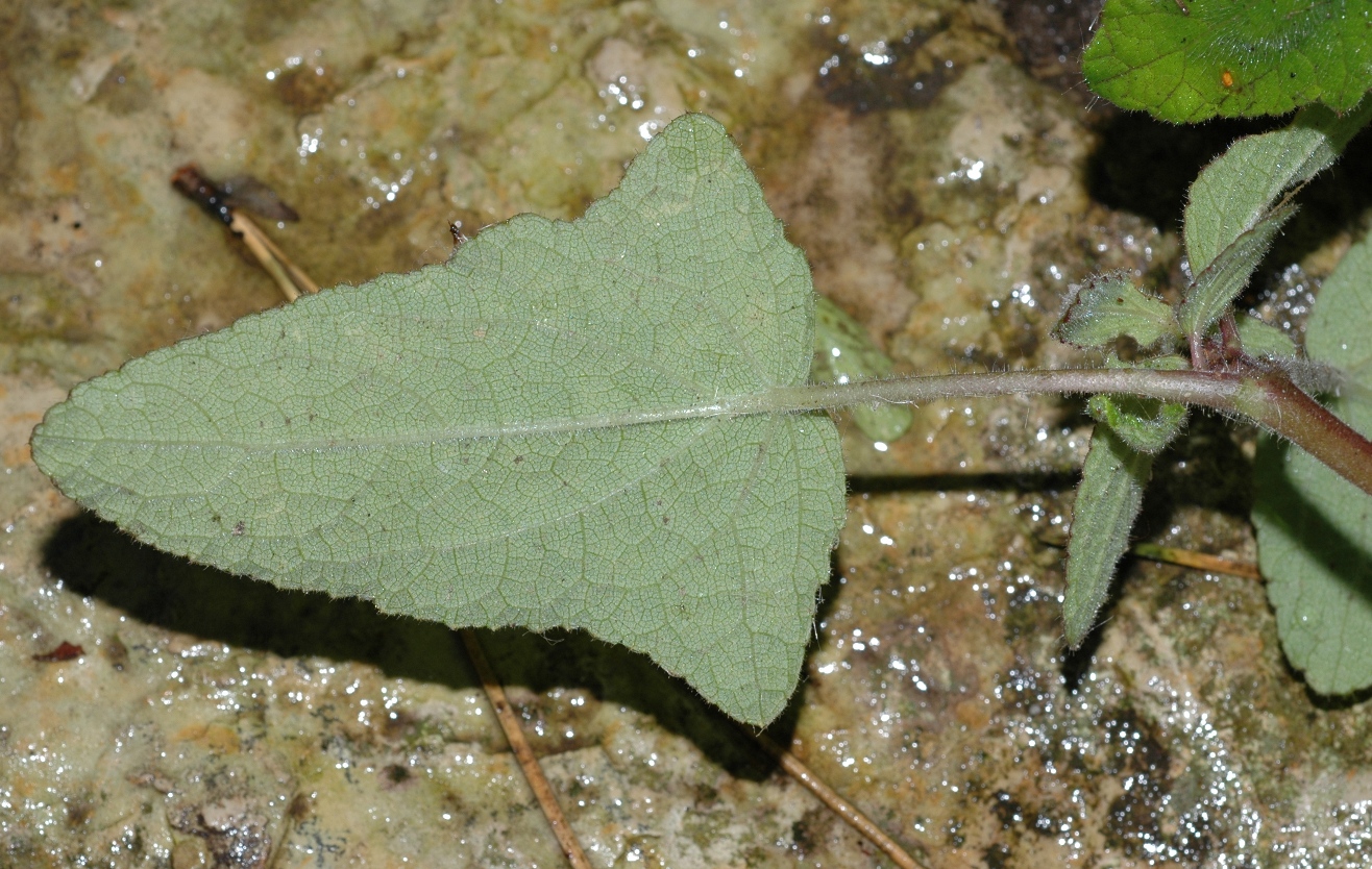 Lamiaceae Perovskia atriplicifolia
