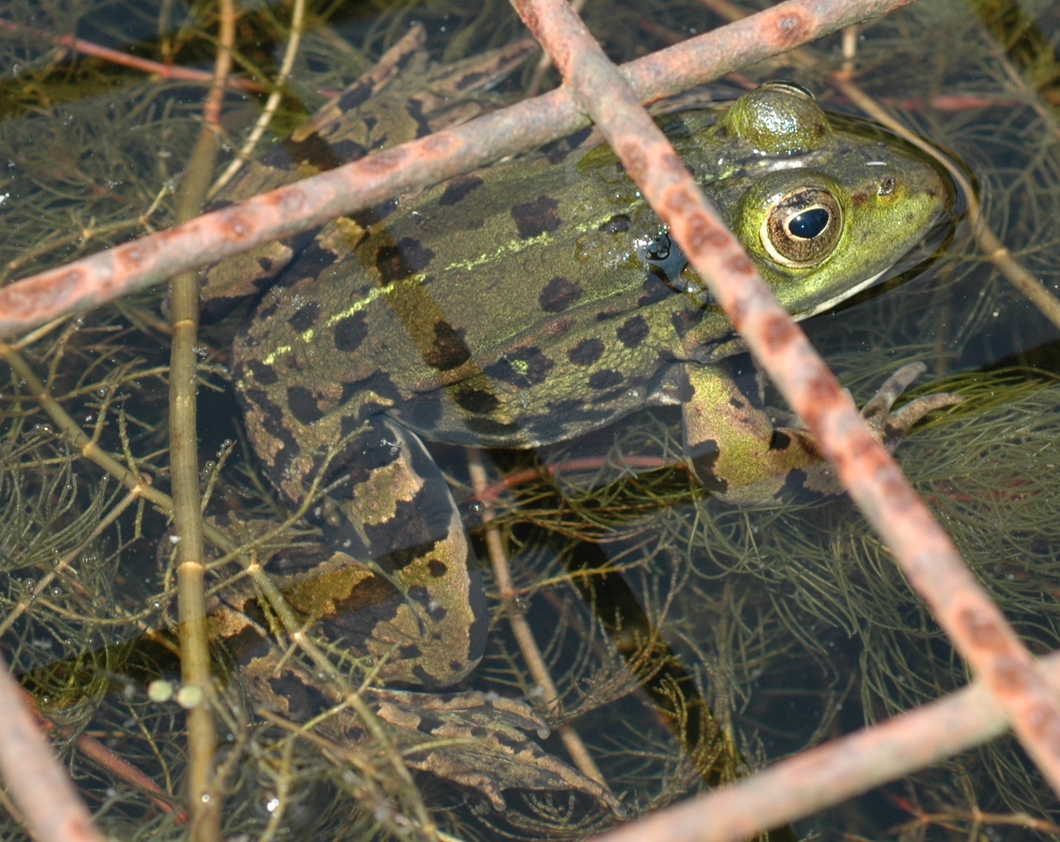 Ranidae Rana esculenta species group
