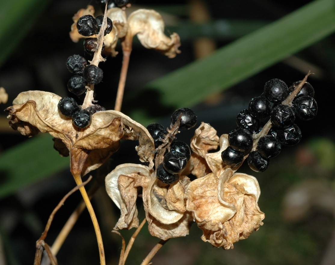 Iridaceae Belamcanda chinensis