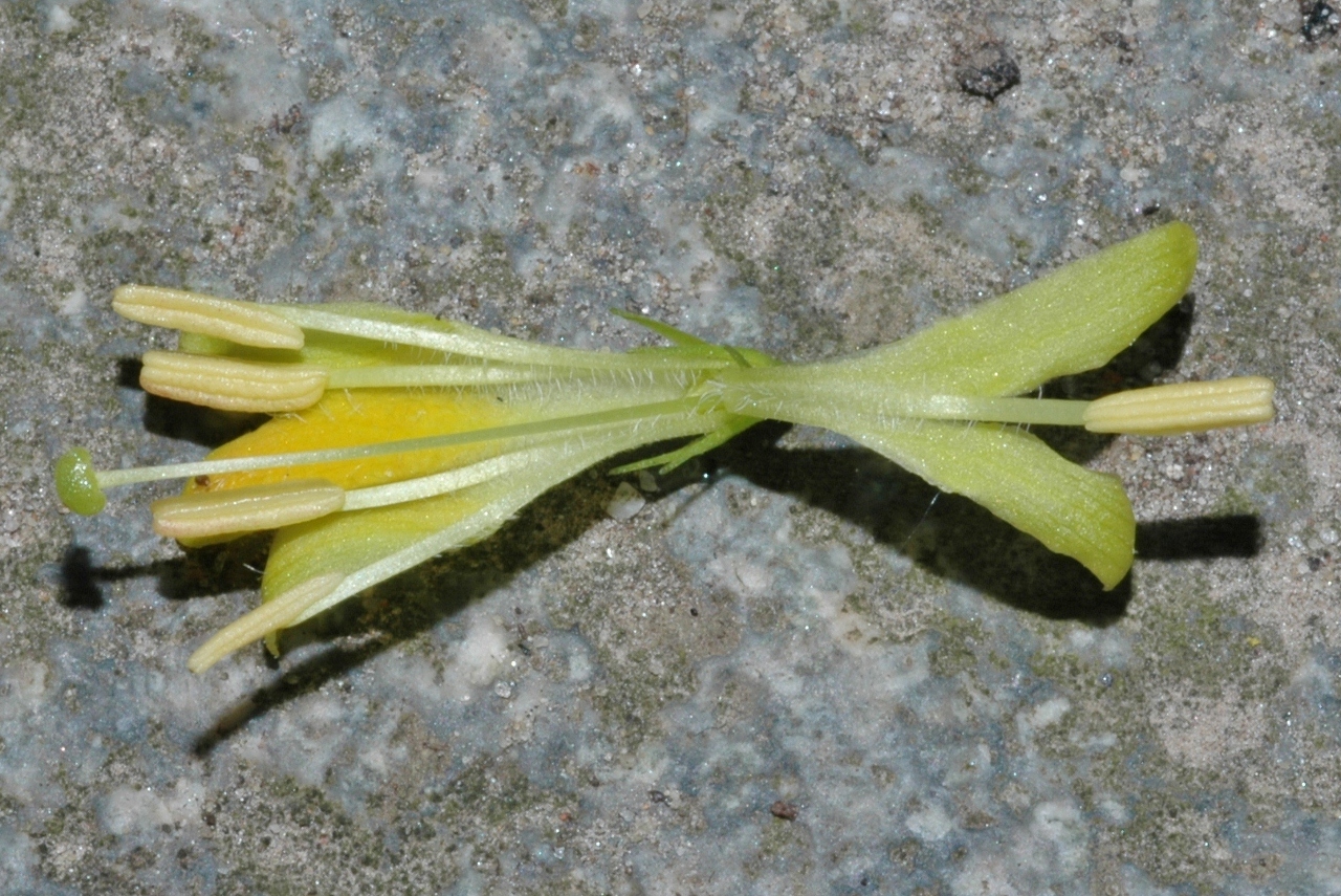 Diervillaceae Diervilla splendens