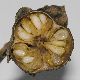image of Kirengeshoma palmata