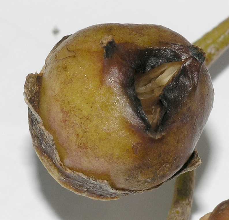 Hydrangeaceae Kirengeshoma palmata
