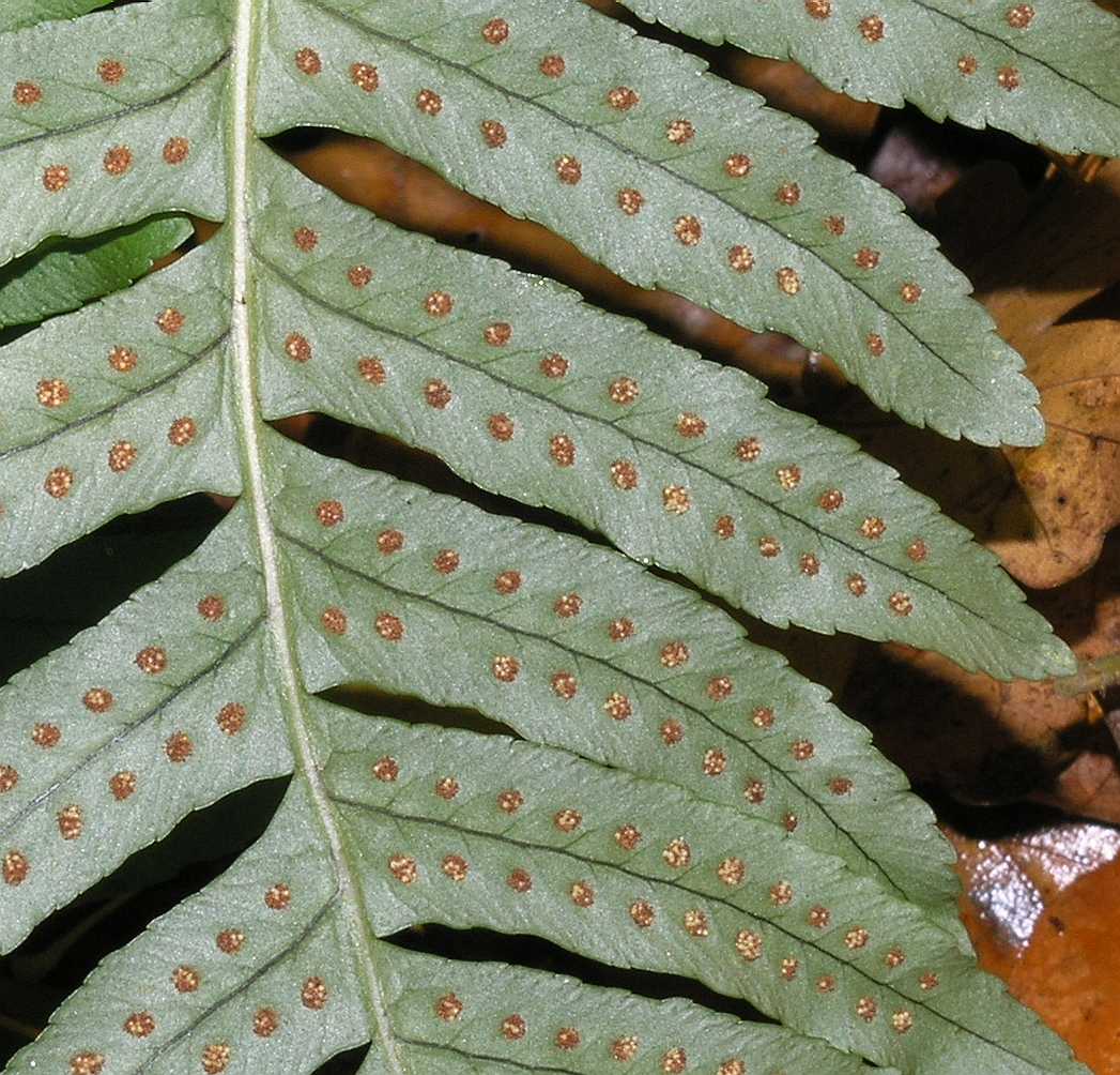 Polypodiaceae Polypodium vulgare