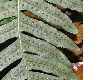 image of Polypodium vulgare