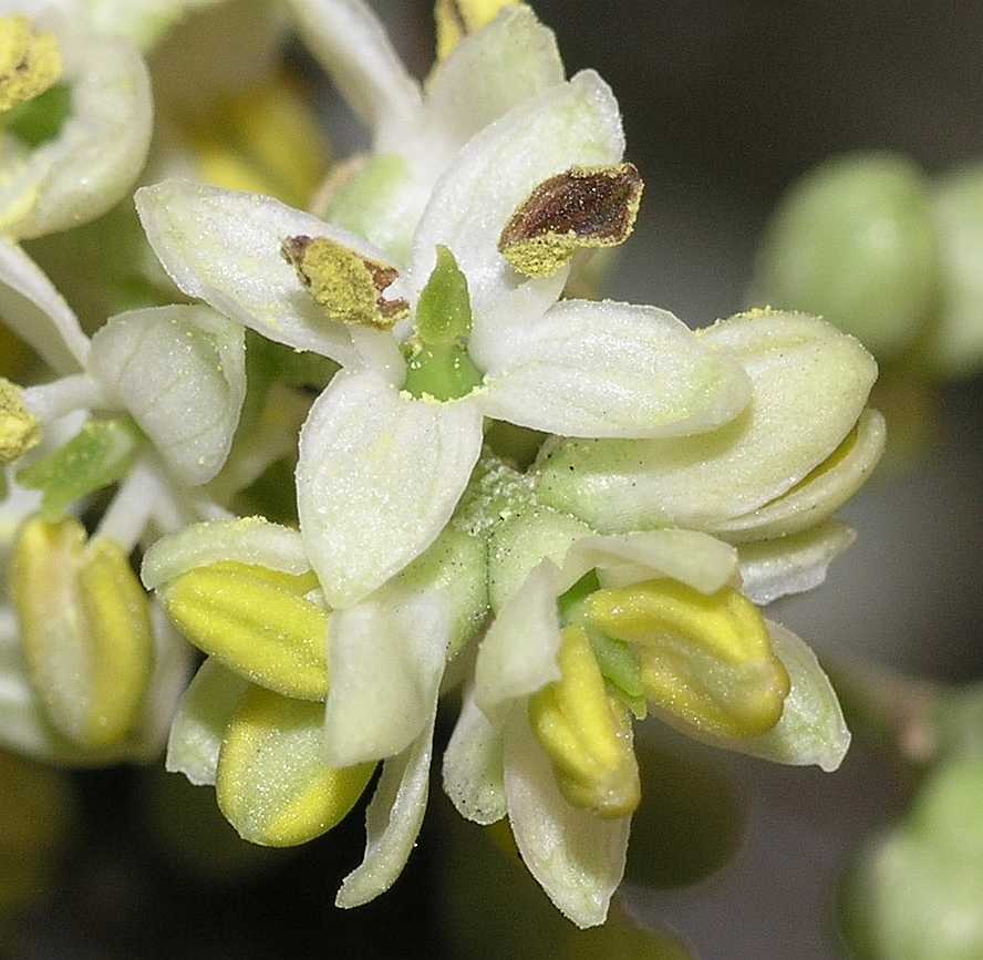 Oleaceae Olea europaea