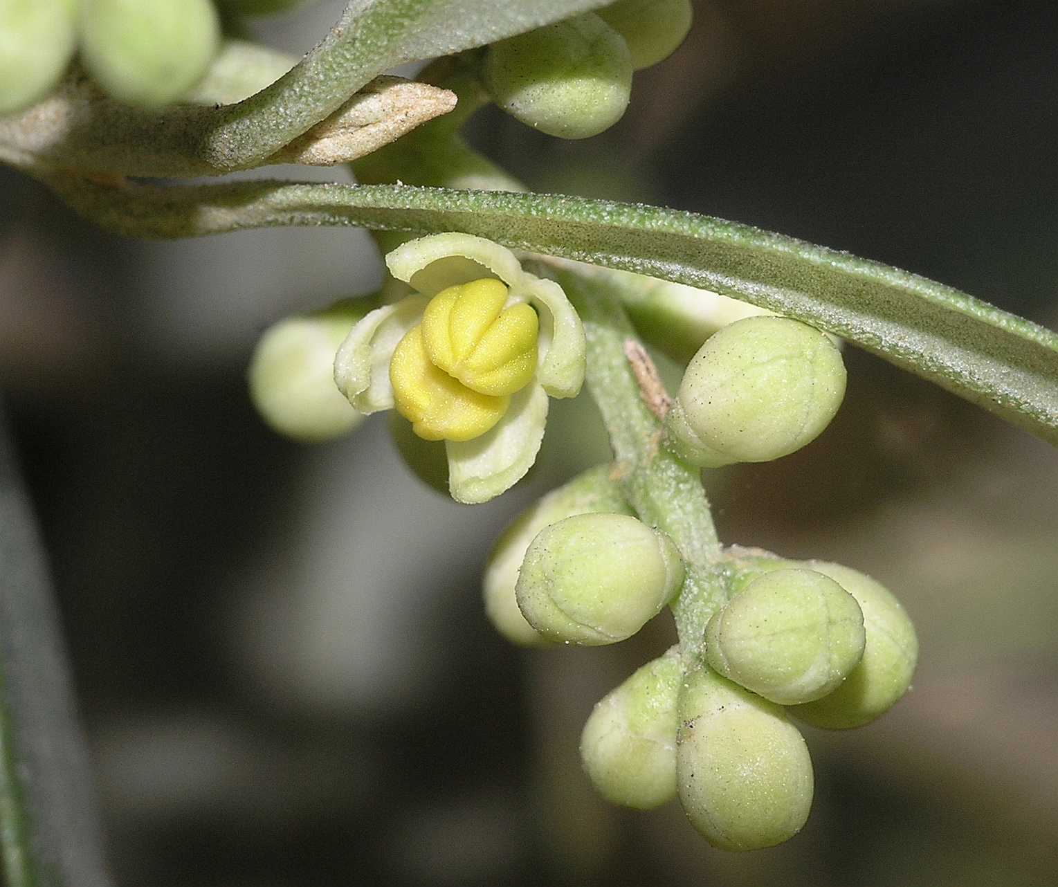 Oleaceae Olea europaea