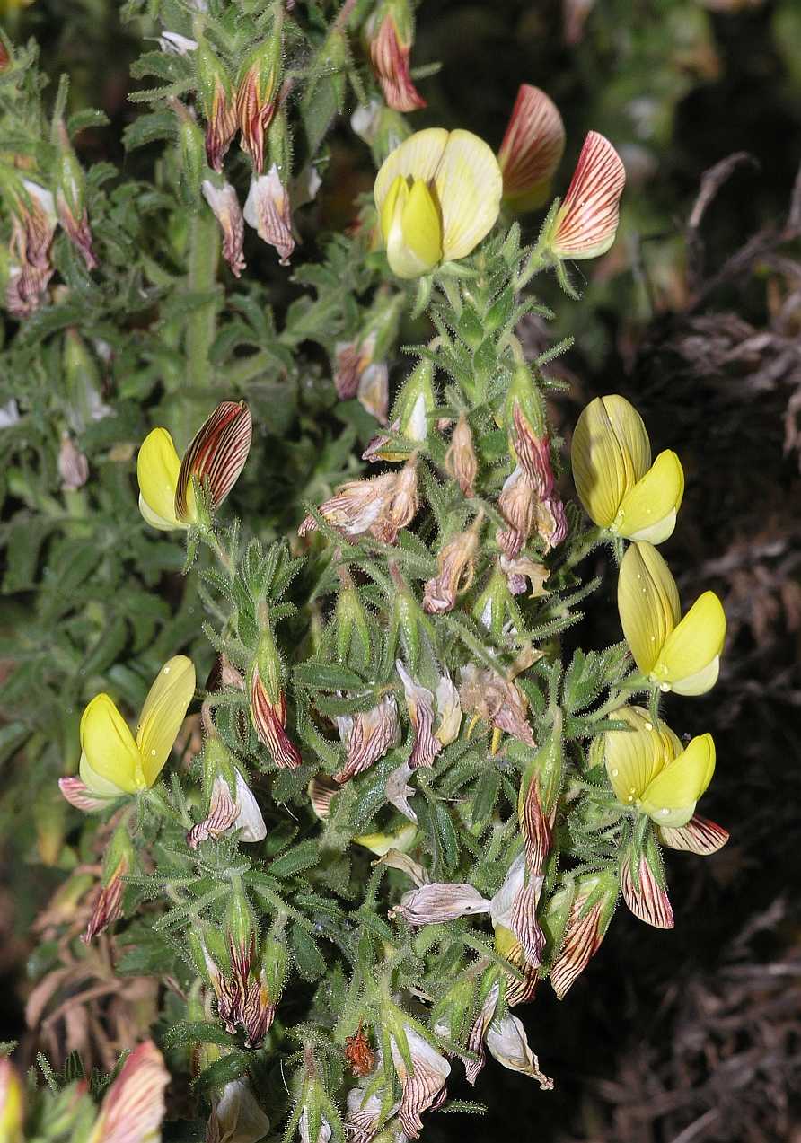 Fabaceae Ononis natrix