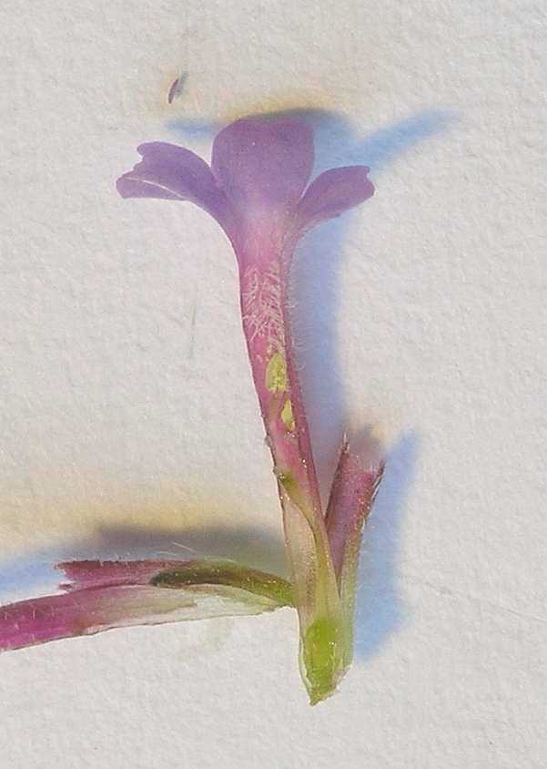 Verbenaceae Verbena bonariensis
