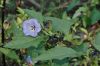 image of Nicandra physalodes