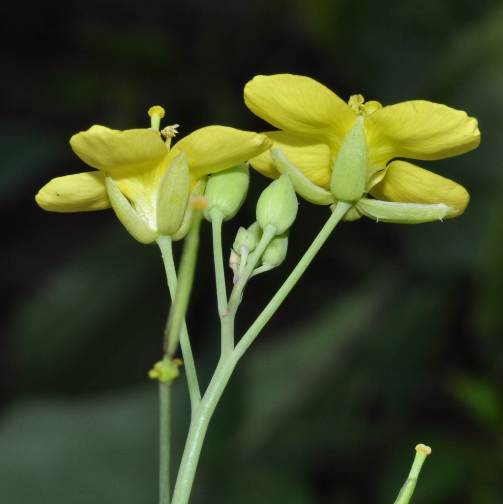 Brassicaceae Eruca sativa