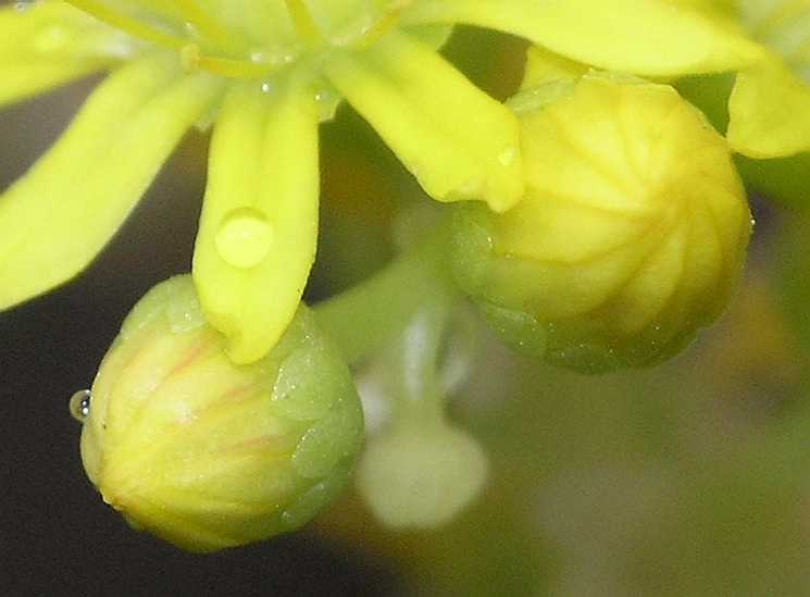 Crassulaceae Aeonium holochrysum