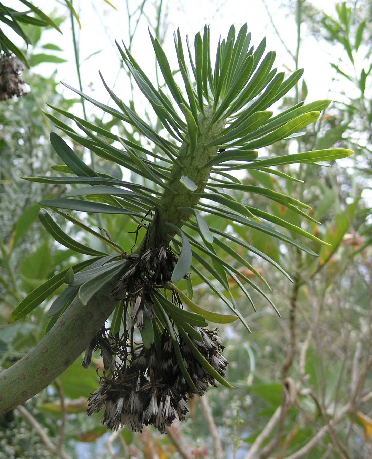 Asteraceae Kleinia neriifolia
