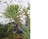 image of Kleinia neriifolia