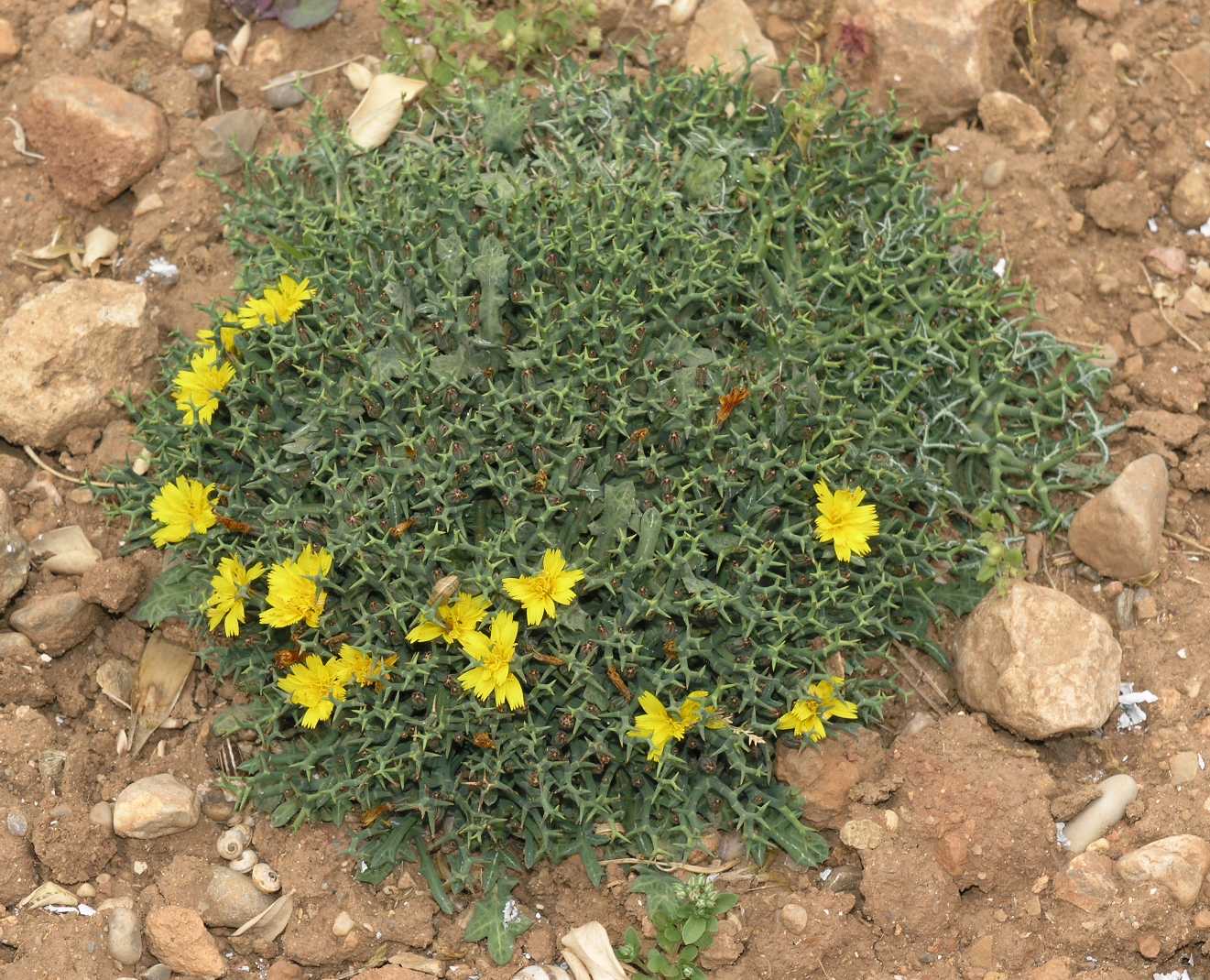 Asteraceae Launaea cervicornis