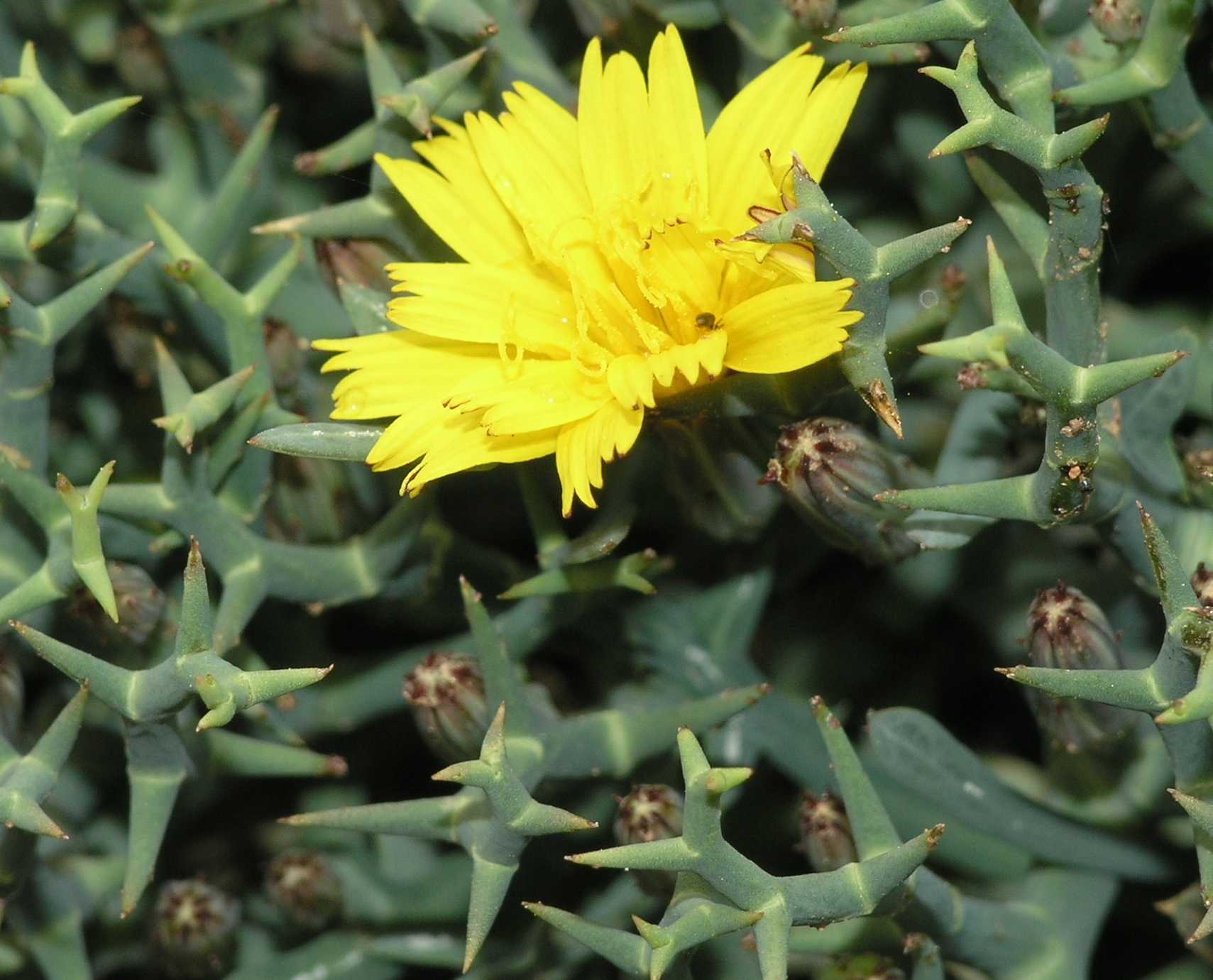 Asteraceae Launaea cervicornis