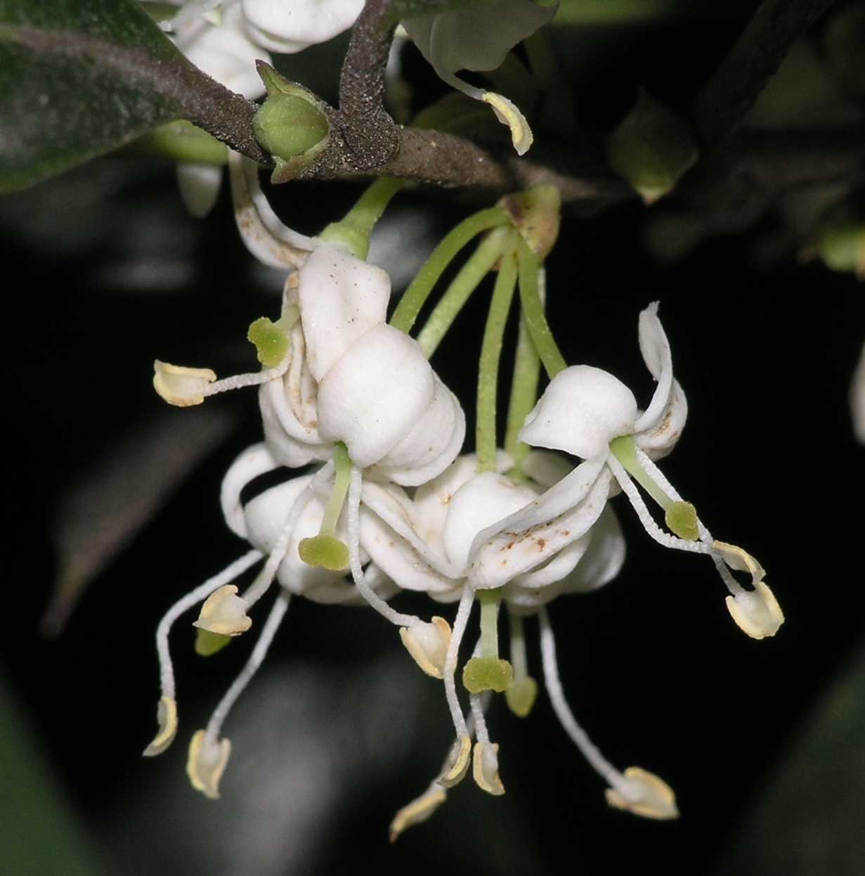 Oleaceae Osmanthus heterophyllus