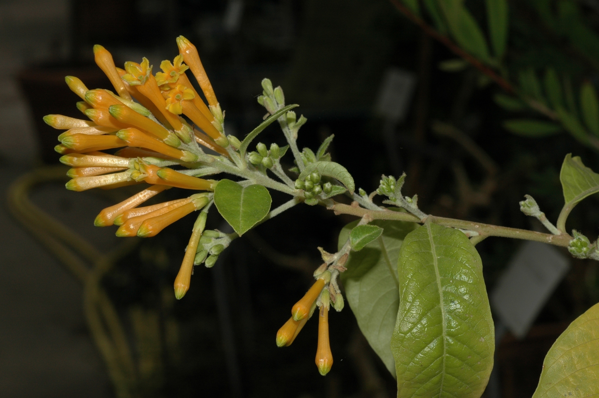 Solanaceae Cestrum aurantiacum