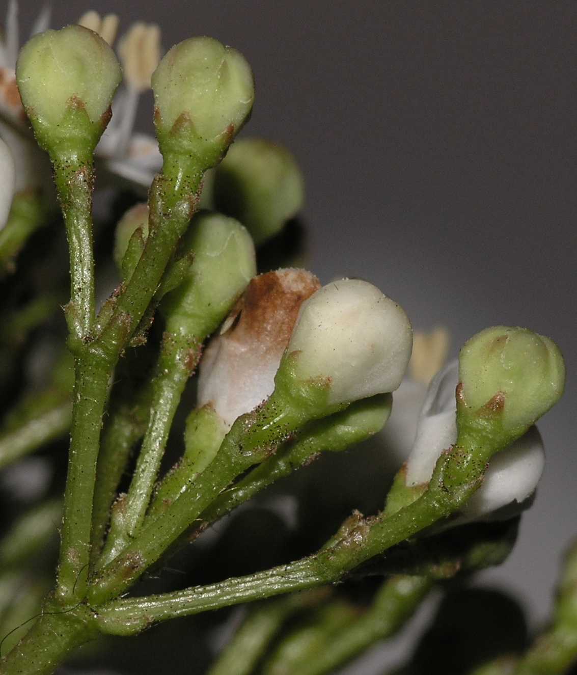 Adoxaceae Viburnum tinus