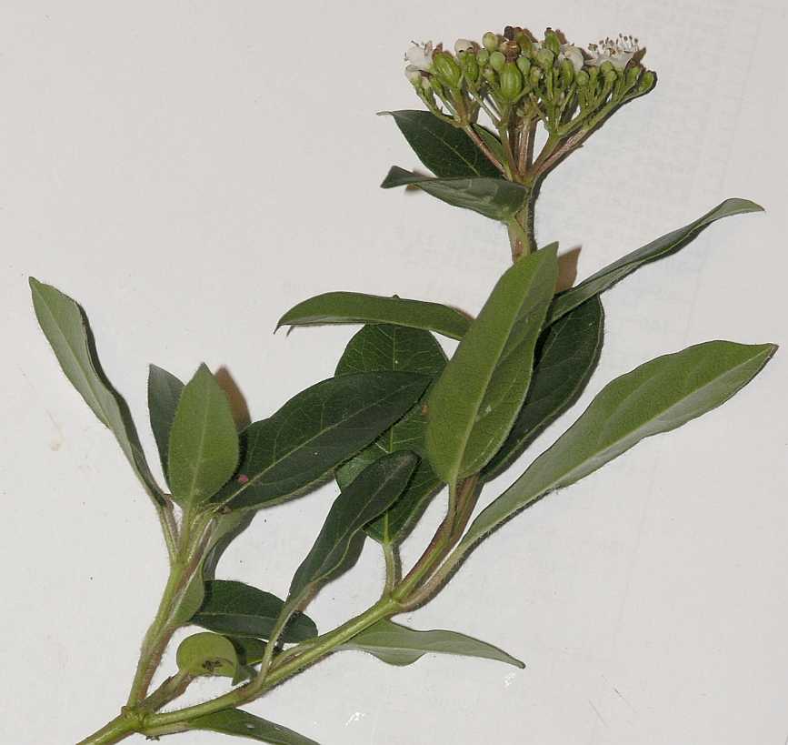 Adoxaceae Viburnum tinus