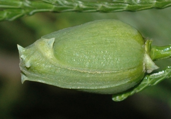 Cupressaceae Calocedrus decurrens