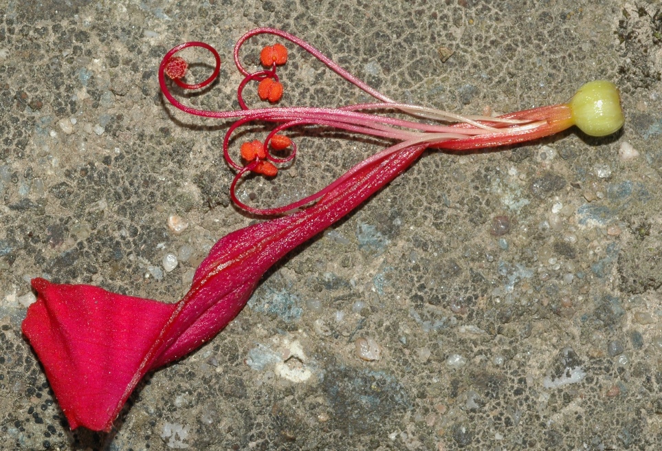 Nyctaginaceae Mirabilis jalapa