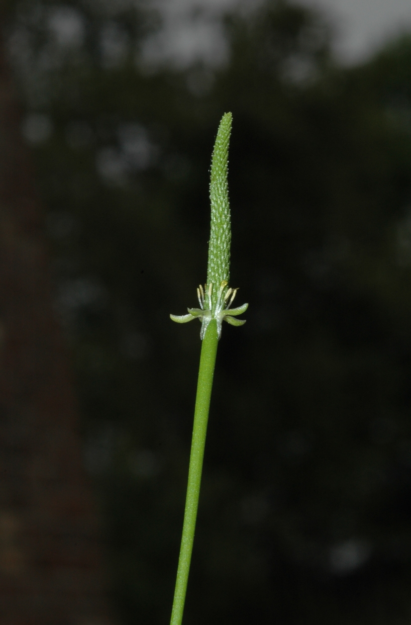 Ranunculaceae Myosurus minimus