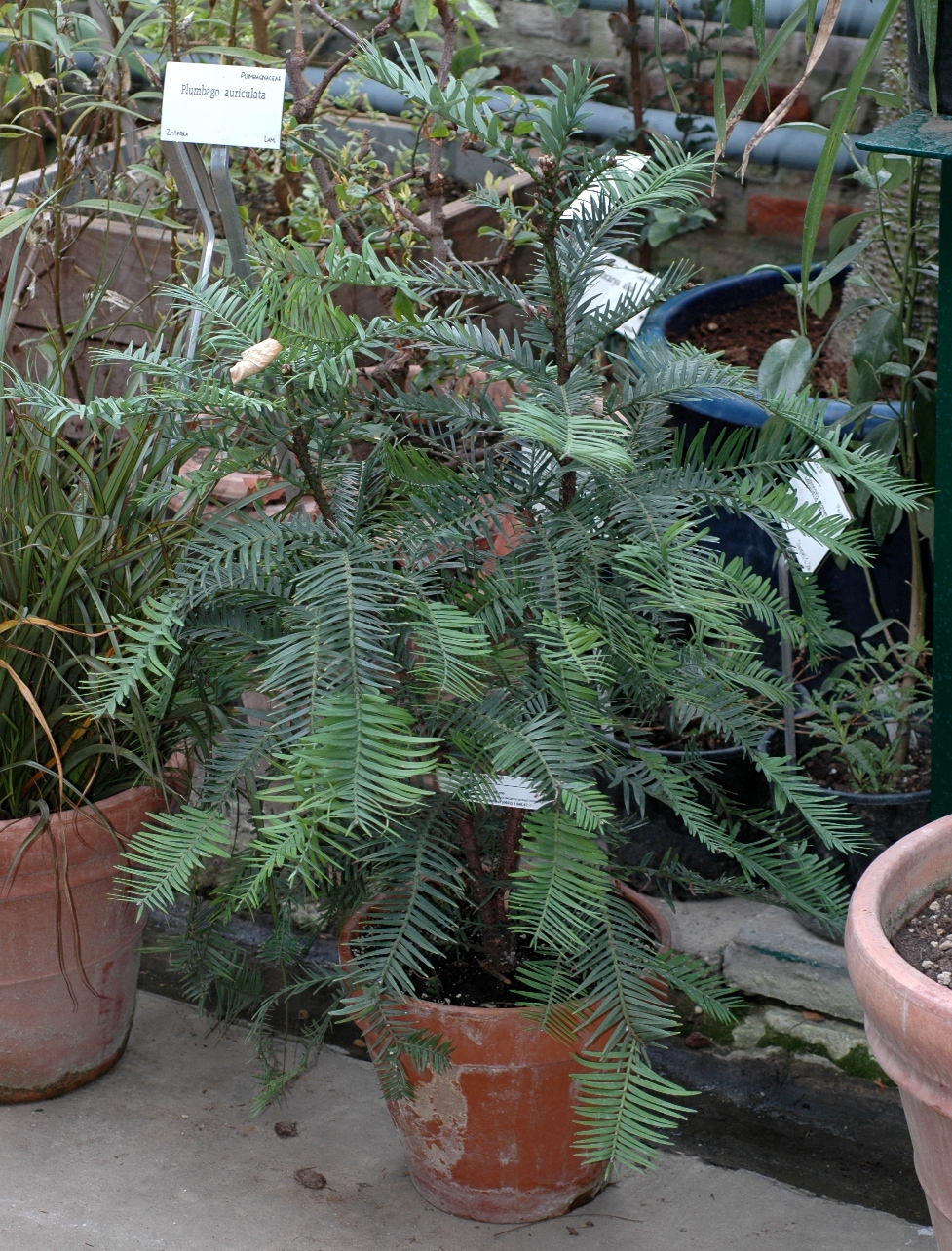 Araucariaceae Wollemia nobilis