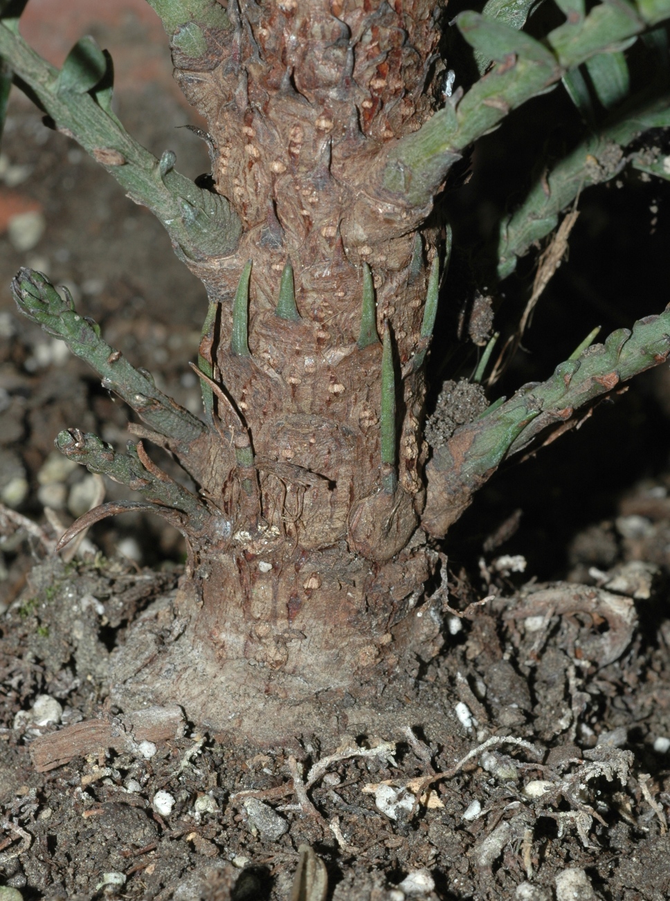 Araucariaceae Wollemia nobilis