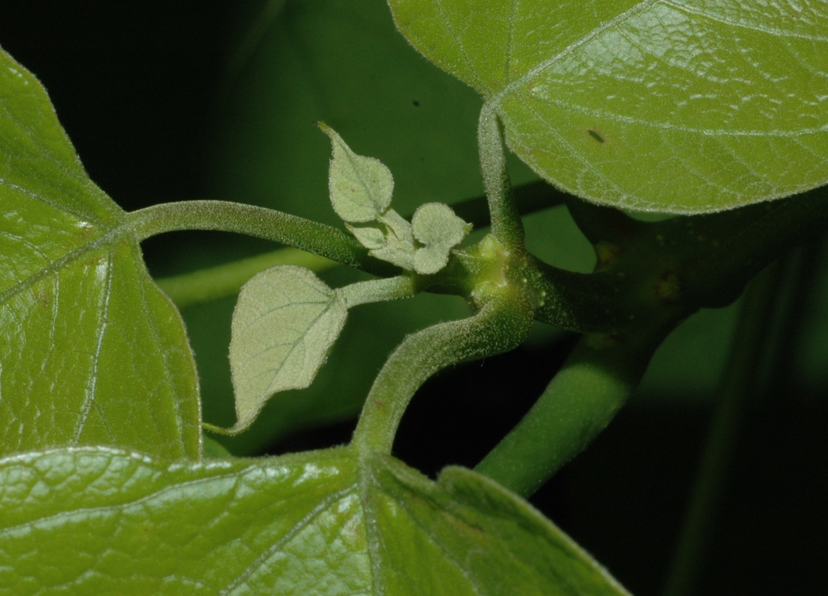 Bignoniaceae Catalpa bignonoides