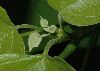 image of Catalpa bignonoides