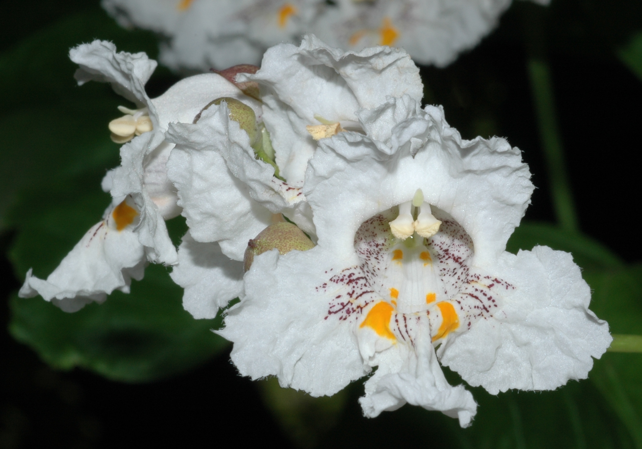 Bignoniaceae Catalpa bignonoides